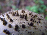 Amanita onusta image