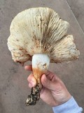 Tricholoma fracticum image