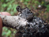 Amanita onusta image