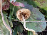 Conocybe siliginea image