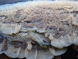 Merulius tremellosus image