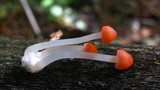 Atheniella adonis image