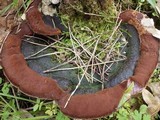 Fuscoporia torulosa image