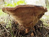 Fuscoporia torulosa image