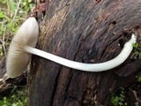 Pluteus salicinus image