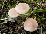 Mycena rosea image