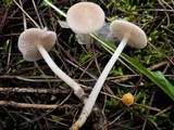 Mycena rosea image