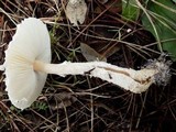 Lepiota clypeolaria image