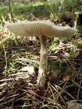 Lepiota clypeolaria image