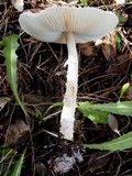 Lepiota clypeolaria image