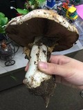 Agaricus lilaceps image