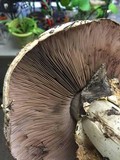 Agaricus lilaceps image