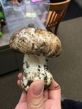Agaricus lilaceps image