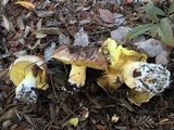 Suillus quiescens image