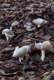 Hygrophorus roseobrunneus image