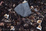 Hygrophorus roseobrunneus image