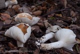 Hygrophorus roseobrunneus image