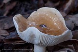 Hygrophorus roseobrunneus image