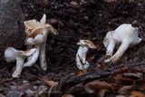 Hygrophorus roseobrunneus image