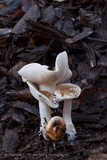 Hygrophorus roseobrunneus image