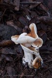 Hygrophorus roseobrunneus image