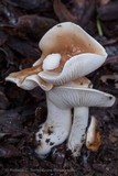 Hygrophorus roseobrunneus image