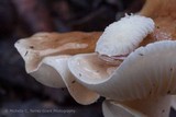 Hygrophorus roseobrunneus image
