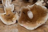 Hygrophorus roseobrunneus image