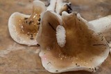 Hygrophorus roseobrunneus image