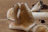 Hygrophorus roseobrunneus image