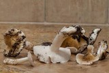 Hygrophorus roseobrunneus image