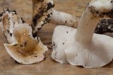 Hygrophorus roseobrunneus image