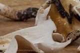 Hygrophorus roseobrunneus image