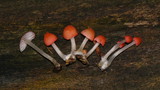 Atheniella adonis image