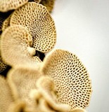 Panellus pusillus image