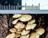 Panellus pusillus image