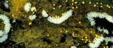 Ceratiomyxa fruticulosa var. fruticulosa image