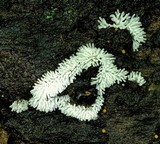 Ceratiomyxa fruticulosa var. fruticulosa image