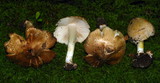 Inocybe fraudans image