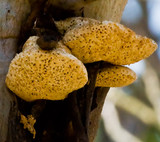 Laetiporus portentosus image