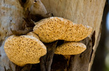 Laetiporus portentosus image