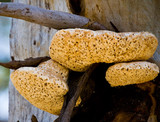 Laetiporus portentosus image