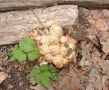 Coprinopsis variegata image