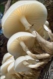 Oudemansiella mucida image