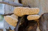 Laetiporus portentosus image