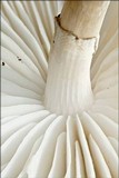 Oudemansiella mucida image