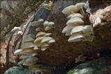 Oudemansiella mucida image