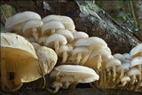 Oudemansiella mucida image