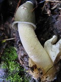 Phallus ravenelii image