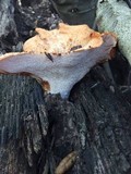 Polyporus tuberaster image